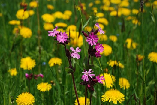Spring flowers in "Vall�e de la Sagne et des Ponts", Switzerland Jura