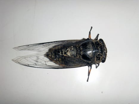 The cicada,