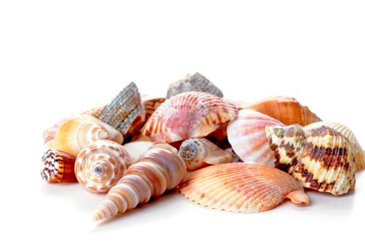Groupng of seashells on a white background.