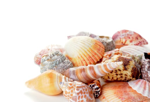 Grouping of various shells with available copy space.