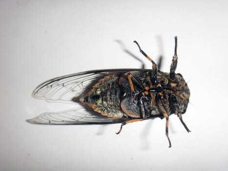 The cicada,