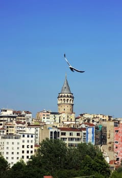 Galata Tower and Seagull in Istanbul-Turkey