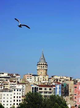 Galata Tower and Seagull in Istanbul-Turkey
