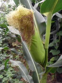Corn