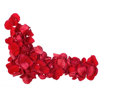 Background of red rose petals isolated on white