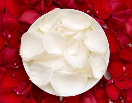 White rose petals in a bowl on the background of red petals