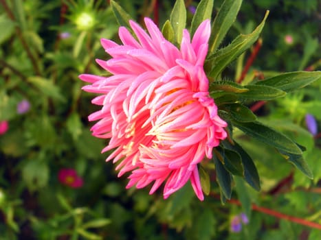 china aster
