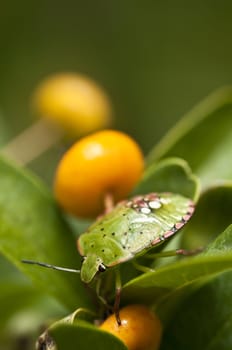 Green coleopteron insect on plant with orange berries