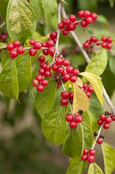 Red berries among green leaves