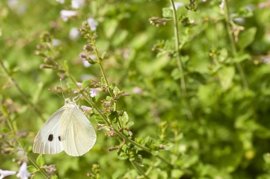 Great white butterfly sucking nectar on meadow flowers