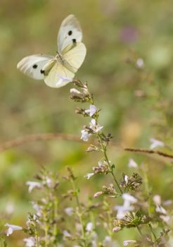 Great white butterfly sucking nectar on meadow flowers