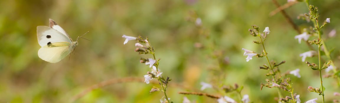 Great white butterfly sucking nectar on meadow flowers