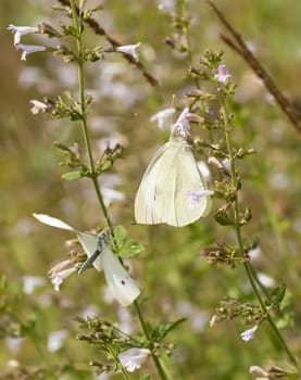 Great white butterfly sucking nectar on meadow flowers