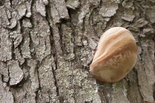 Globular mushroom growing on tree bark