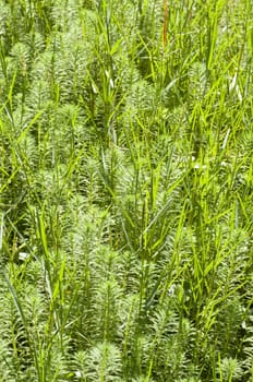 Miriophyllum plants growing on creek water surface