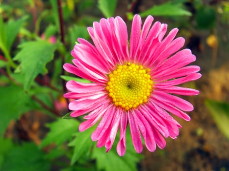 aster