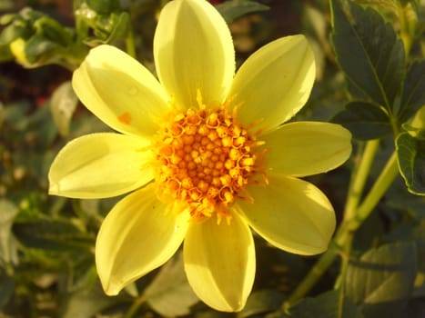 dahlia