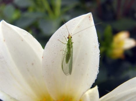 green insect on white dahila flower