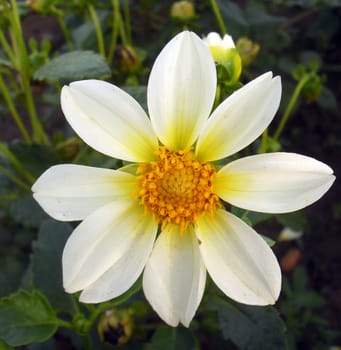 dahlia