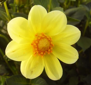 dahlia