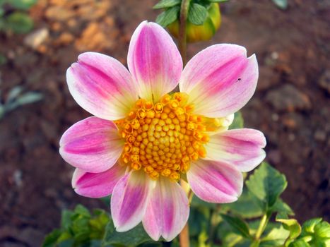 dahlia