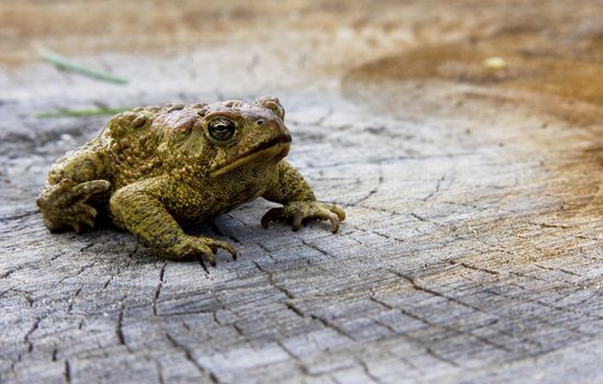 american toad sitting on a log in the woods