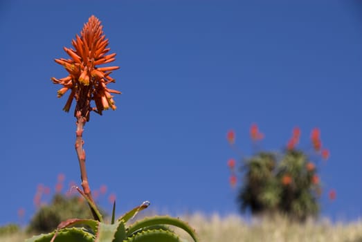 Aloe plant on hill top on a sunny day in south africa