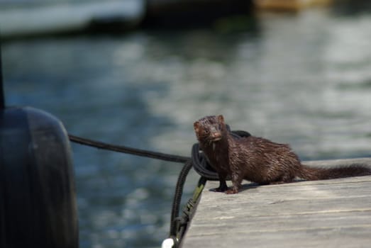 mink on dock