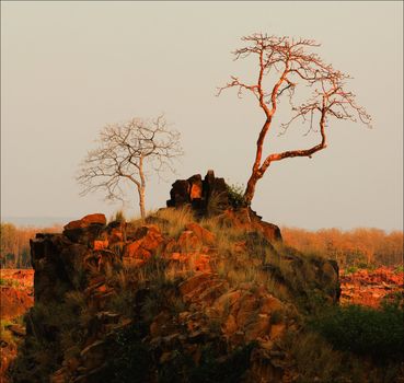 Against the gray sky red the trees which have been lit up by the coming sun brightly burn. National park Bandhavgarh. India.Winter