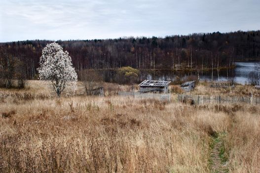 The white tree costs in the field against an autumn yellow faded grass. Cloudy. Autumn. Karelia.Russia.