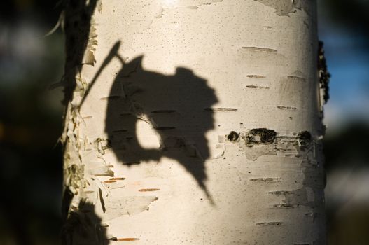 The shade from lonely sheet falls on a white trunk of a birch. Autumn.Russia.