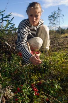 In August in the northwest of Russia the cowberry keeps up. / Cowberry gathering