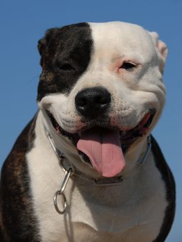 portrait of a beautiful purebred american staffordshire terrier