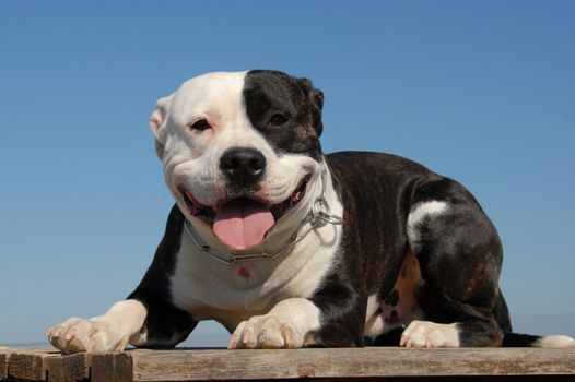 portrait of a beautiful purebred american staffordshire terrier