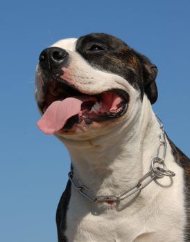 portrait of a beautiful purebred american staffordshire terrier
