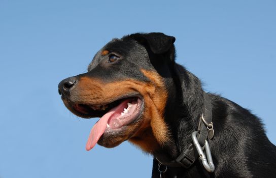 portrait of a beautiful puppy purebred mastiff rottweiler