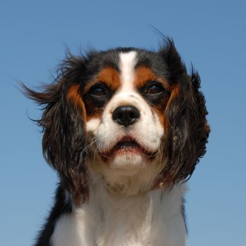 little purebred cavalier king charles in a blue sky