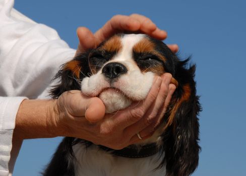 old woman's hands and her little purebred cavalier king charles