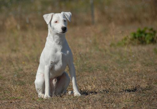 beautiful sitting dog: purebred jack russel terrier