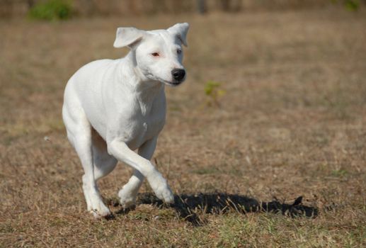 beautiful running dog: purebred jack russel terrier