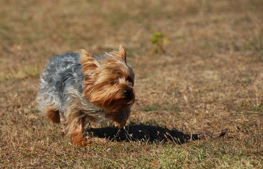 little purebred yorkshire terrier running in a field