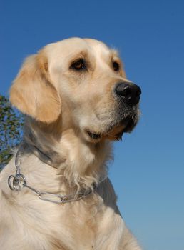 portrait of a beautiful purebred golden retriever: cute hunting dog