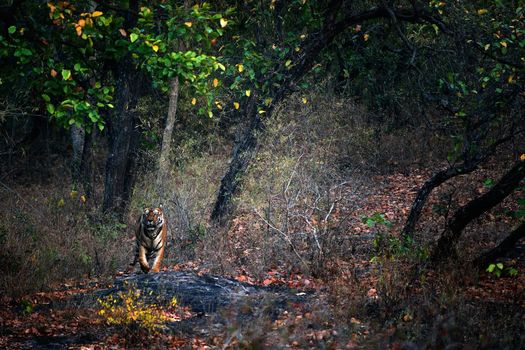 A huge male Tiger walks straight head on in Bandhavgarh National Park, India