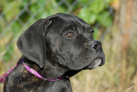 young puppy purebred cane corso: italian mastiff