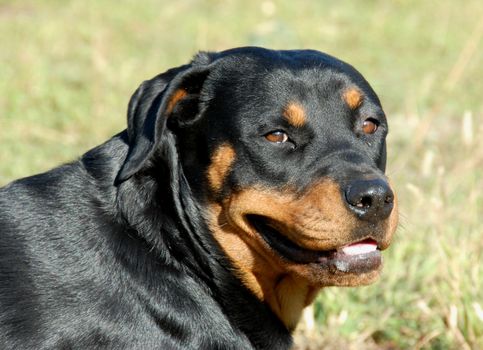 portrait of a beautiful purebred rottweiler in a field