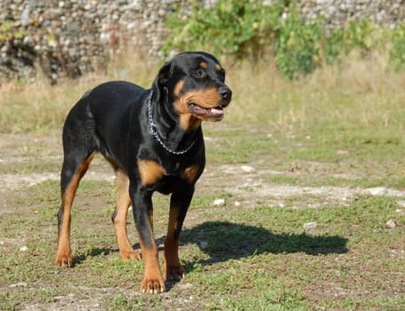 female purebred rottweiler standing up in a garden