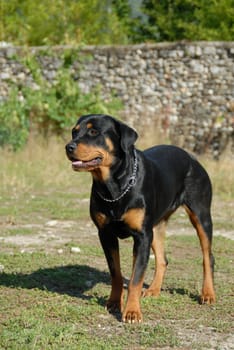 female purebred rottweiler standing up in a garden