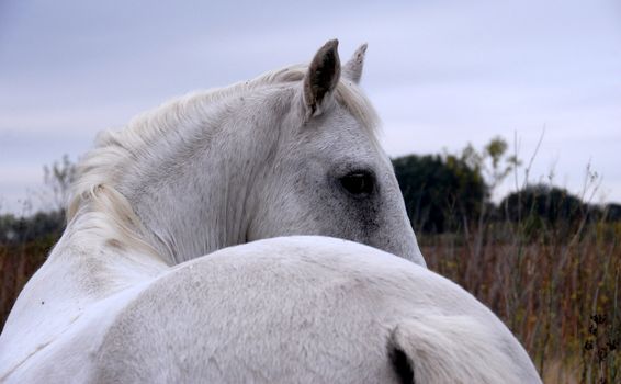 portrait of a beautiful camargue white horse in a field