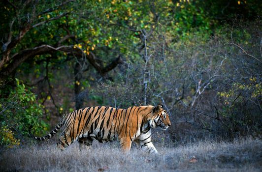 A huge male tiger walking in the jungles of Bandhavgarh National Park, India