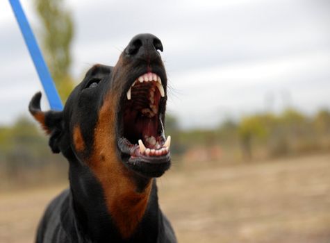 portrait of a dangerous purebred doberman pinsher